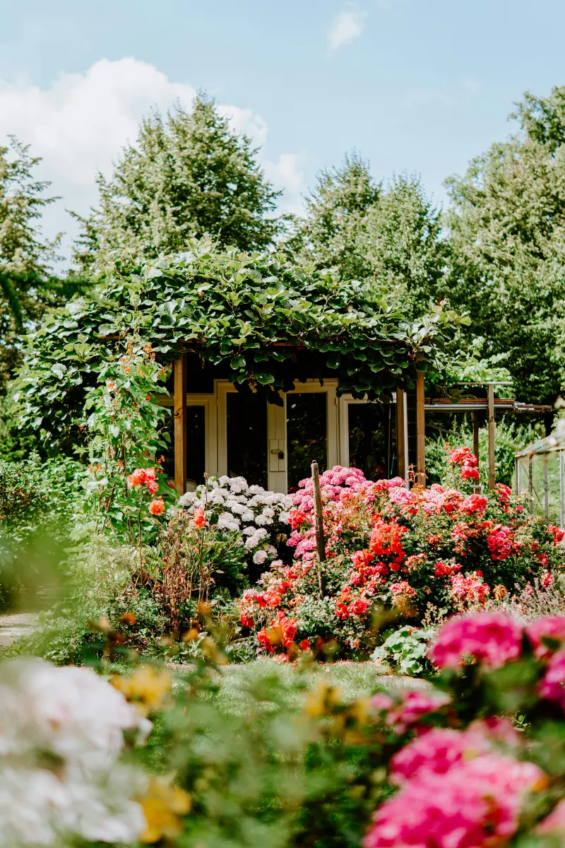 Garden room surrounded by roses and hydrangeas in full colour