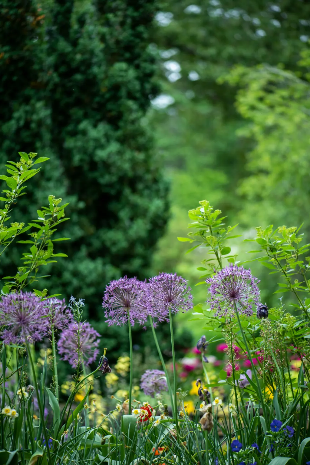Purple allium heads in a deep green herbaceous border