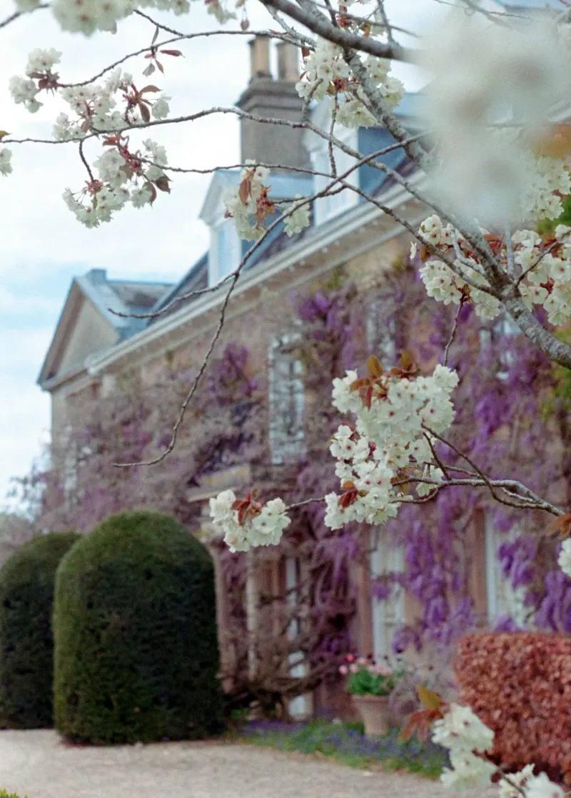 Stone country house draped in purple wisteria, cherry blossom in the foreground