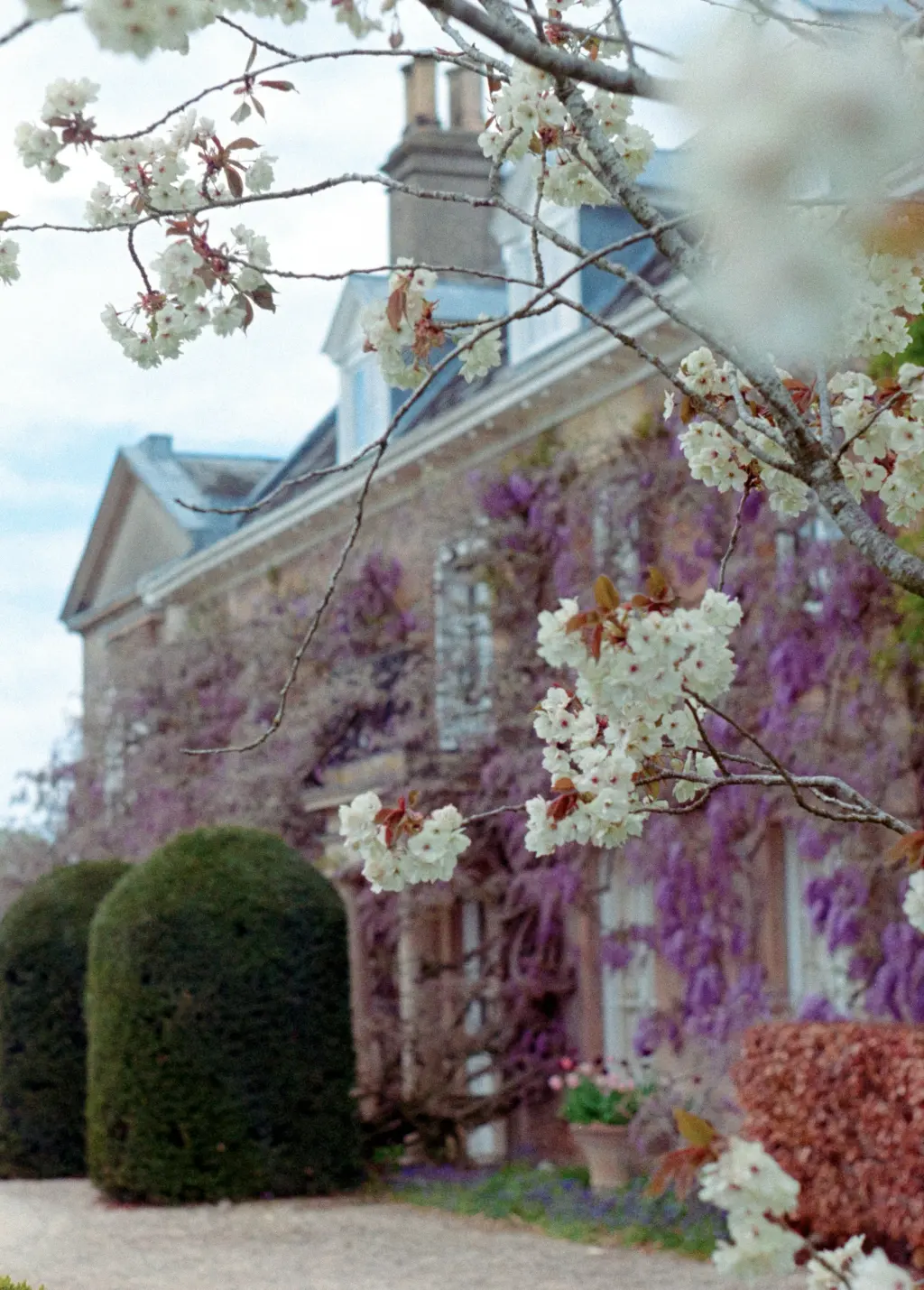 Stone country house draped in purple wisteria, cherry blossom in the foreground