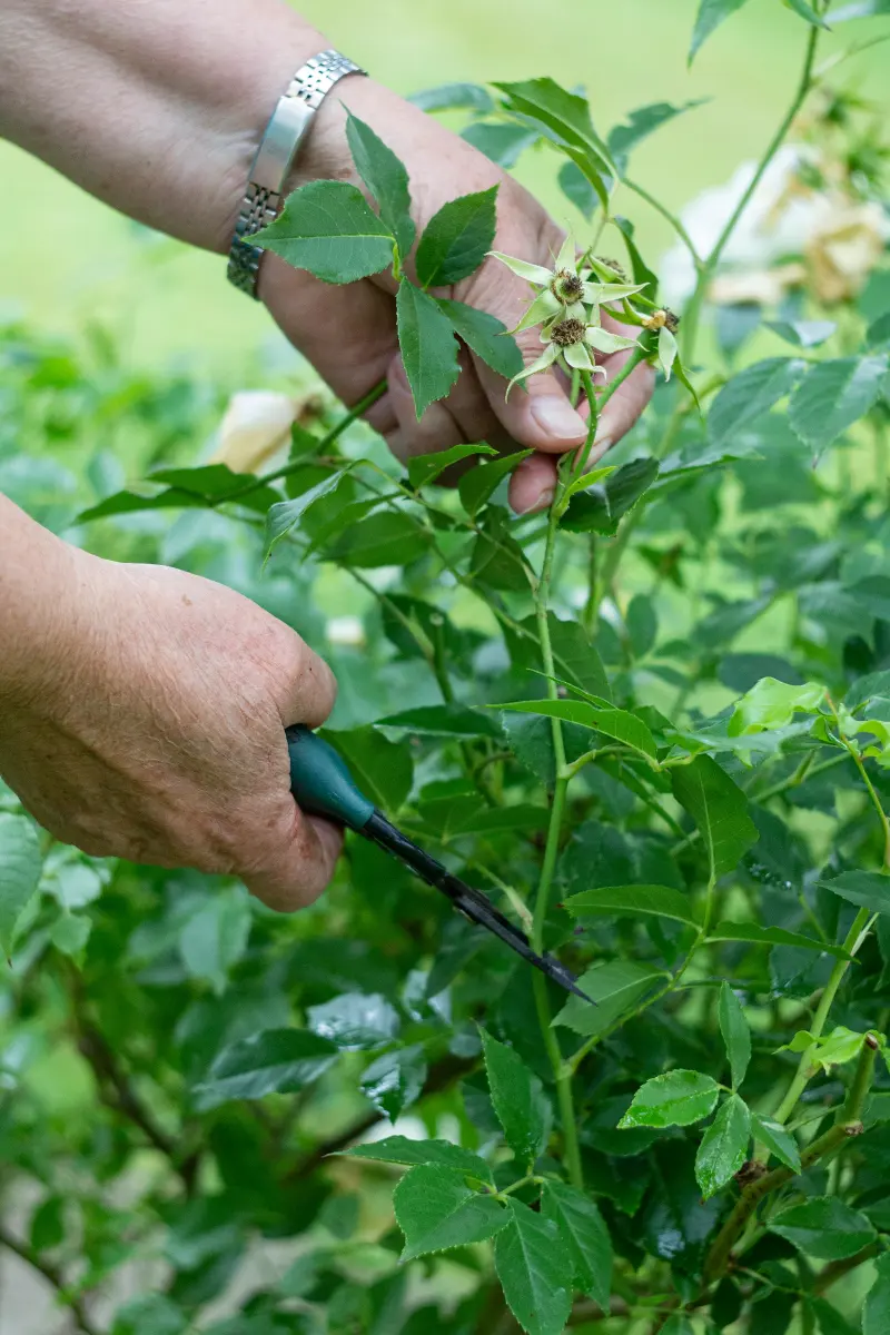 A gardener's hands gently deadheading a rose bush