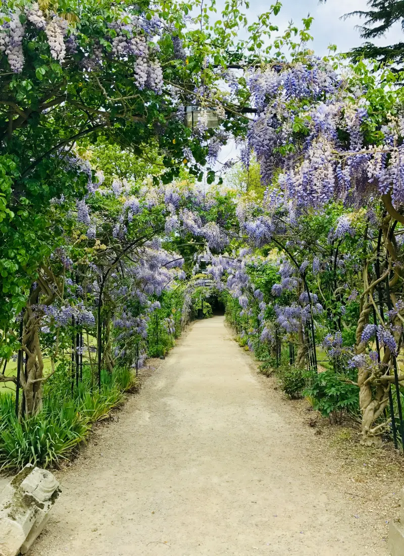 Gravel path beneath arches of purple wisteria in an English garden